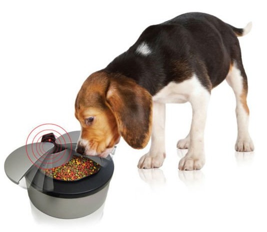 Motion Activated Pet Bowl